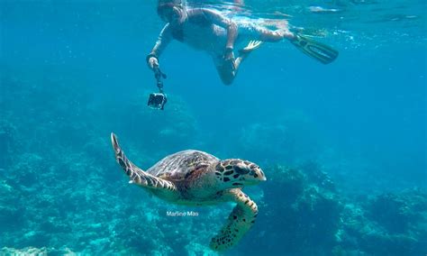 Top10 Best Snorkeling Spots To Swim With Sea Turtles Snorkeling Report