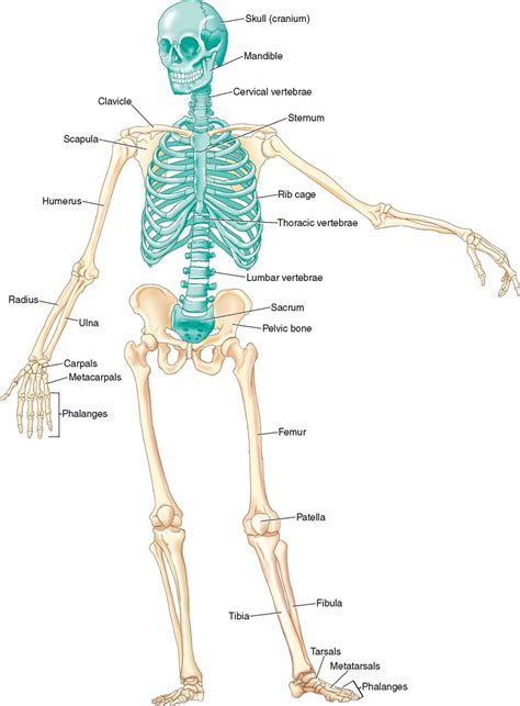 A Diagram Of The Skeletal System