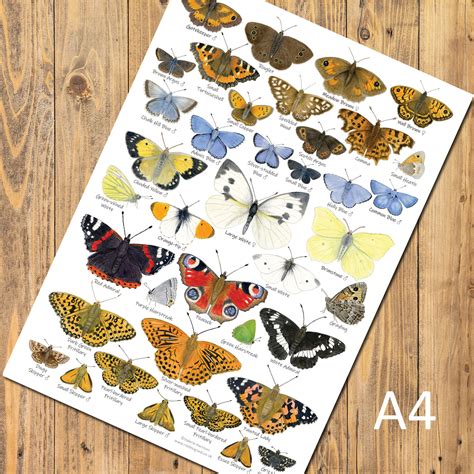 British Butterflies Identification A4 Card Poster