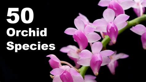 50 Orchid Species Name Orchid Flower Types Of Orchid With Pictures