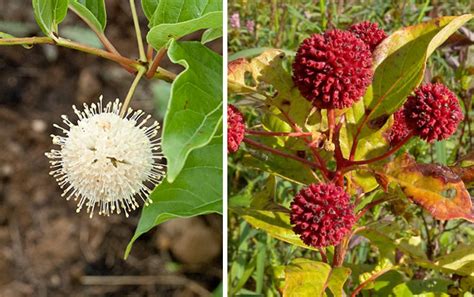 Buttonbush For Butterflies And Awesome Aronia Franklin County Nrcd