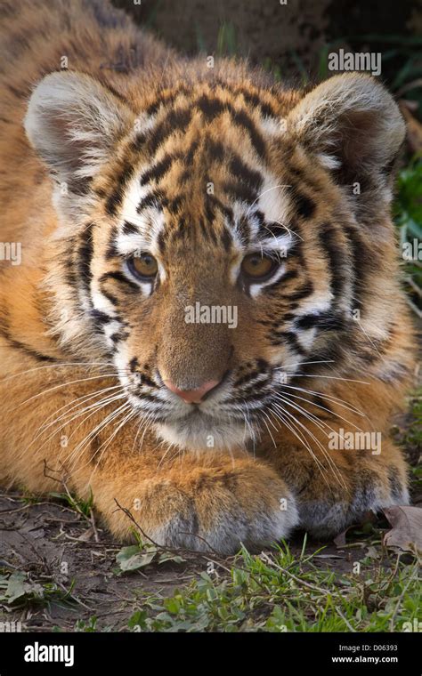 Baby Tiger Cub Hi Res Stock Photography And Images Alamy