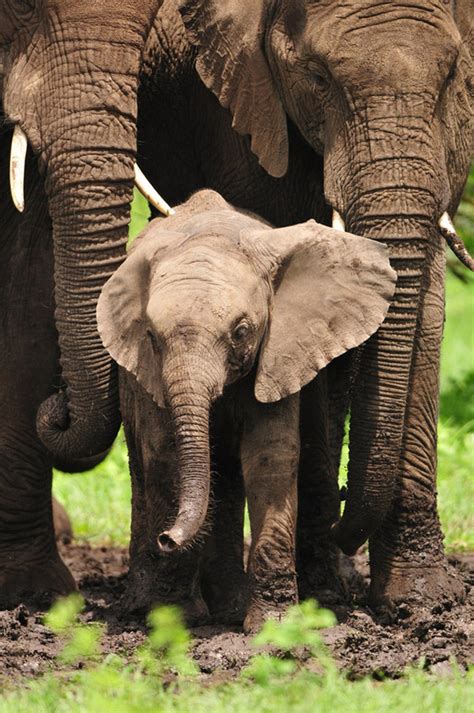 Elephant Baby Big Friends