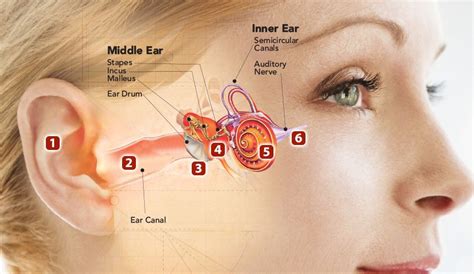 How The Ear Works Step By Step Brief Explanation