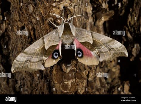 One Eyed Sphinx Moth Smerinthus Cerisyi California Stock Photo Alamy