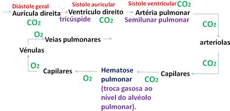 Ciências Naturais Circulação Pulmonar