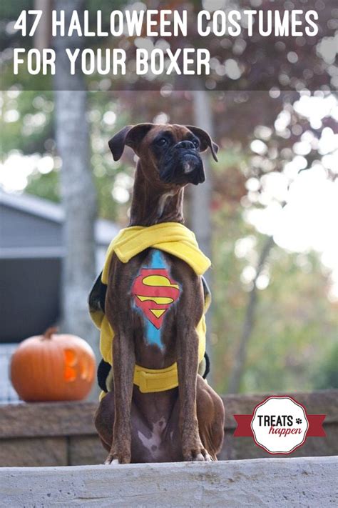 Boxer Dog Halloween Costume Ideas Kids Adventures