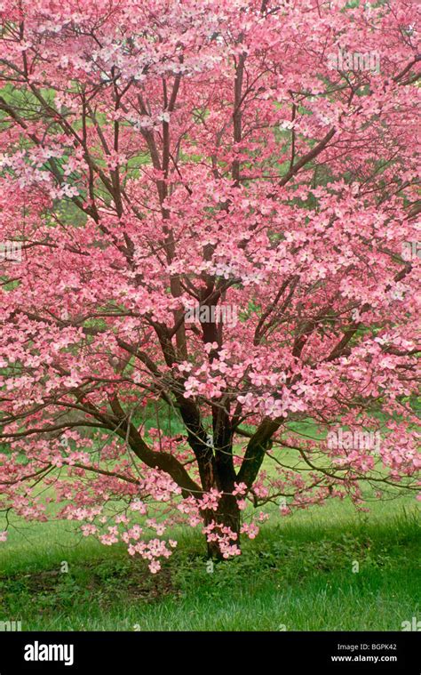 Stunning Pink Dogwood Tree In Full Spring Bloom With Pink Flowers Stock
