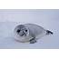 Hooded Seals Characteristics Reproduction Habitat And More