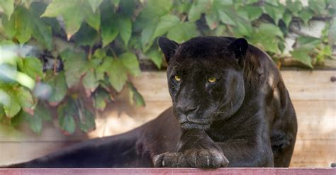 Fondos De Pantalla Negro León Fauna Silvestre Gatos Grandes Zoo