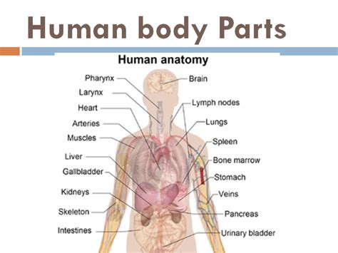 Labelled Diagram Of Human Body Parts Human Anatomy
