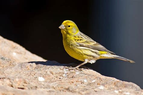 Canary Varieties The Fife Fancy The Finch Weekly