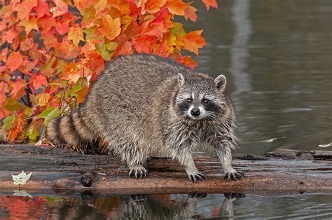 Wildlife In Minnesota In Fall Colors Photography