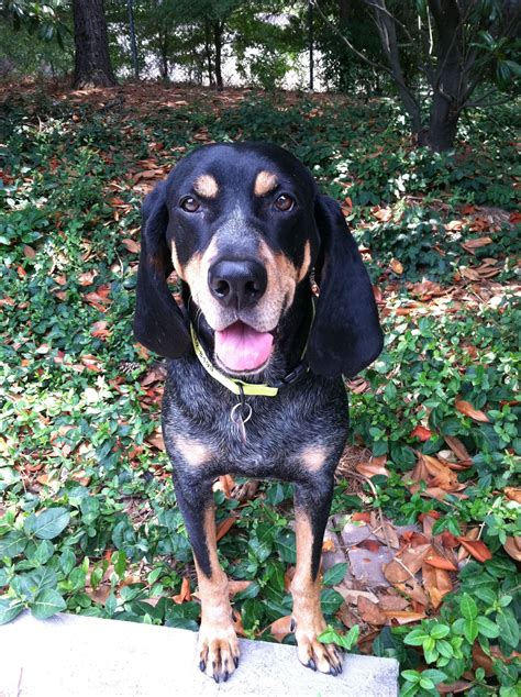 Felt Like This Bluetick Coonhound Face Needed To Be On Pinterest