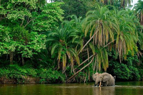 The Congo Rainforest Is Losing Its Ability To Absorb Carbon Dioxide