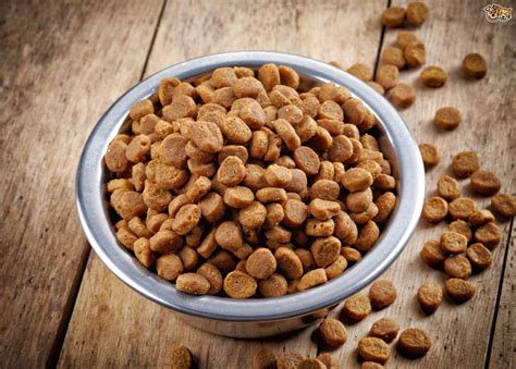 Plus they're easier to chew. How to make dry dog food more appealing to your dog ...