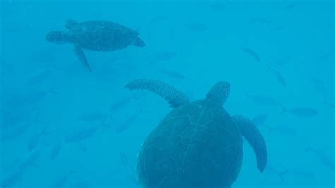 Turtle Encounter Shipwreck Snorkel And Beach Barbados Shore Excursion