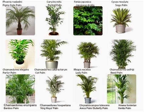 Interior Plants With Names