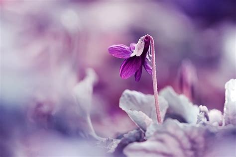 Flower Lilac Macro Spring Blur Wallpapers Hd Desktop And Mobile