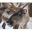 Winter Wonders The Remarkable Science Of Reindeer