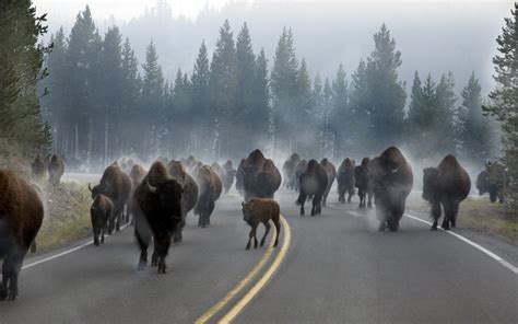 Morning Rush Hour Traffic In Yellowstone National Park Imgur