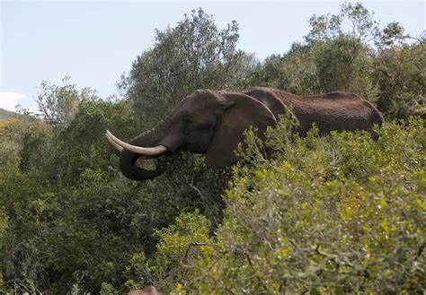 Seis Elefantes Mortos Num Só Dia Por Caçadores Furtivos Na Etiópia