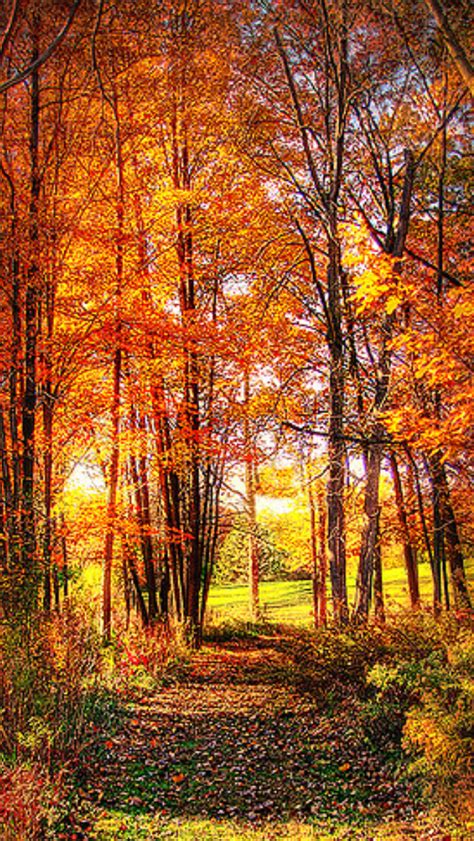 Fall Finale Source Beautiful Forest Landscape Forest Path