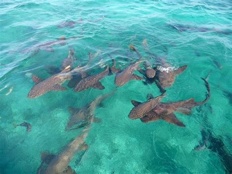 The new inquisition receives a missive from sebastian vael of starkhaven. Shark Ray Alley, Belize | Amusing Planet