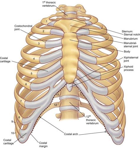 Medical human chest skeletal bone structure model. Image result for ribs labeled | Human body anatomy, Human ...