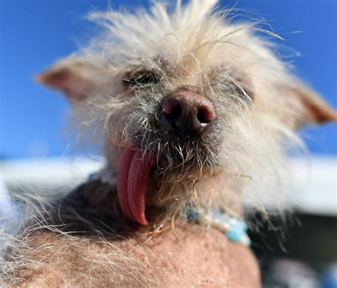 Worlds Ugliest Dog Of 2016 Is A Blind Chihuahuachinese Crested Mix