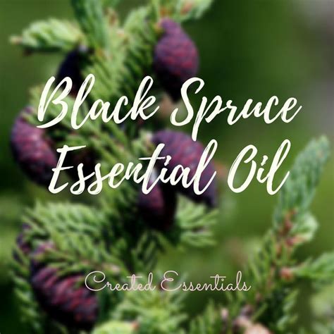 Black Spruce Essential Oil Organic Essential Oil Of Black Etsy