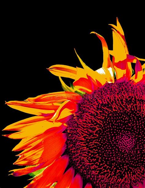 Sunflower Bloom Details Helianthus Annuus Stock Image Image Of Annuus