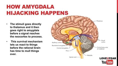 How To Calm The Amygdala Hijack Naturally Alam Mir