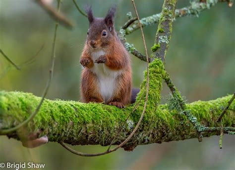 Red Squirrel Eskrigg Reserve Dumfries Brigid Shaw Flickr
