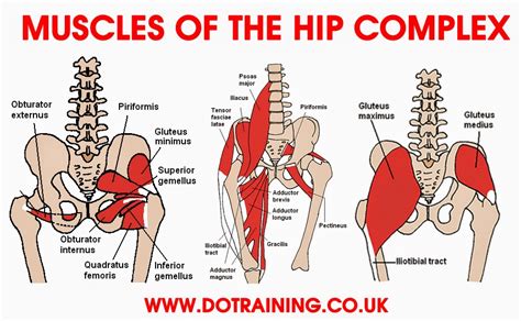 The hip flexors are also active when the abdomen is being moved towards the thighs, e.g. Hip Pain External Rotation - The Hip Flexor