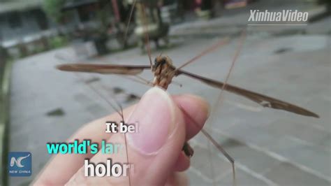 Worlds Biggest Mosquito With A Wing Span Of 11cm Found In China Youtube
