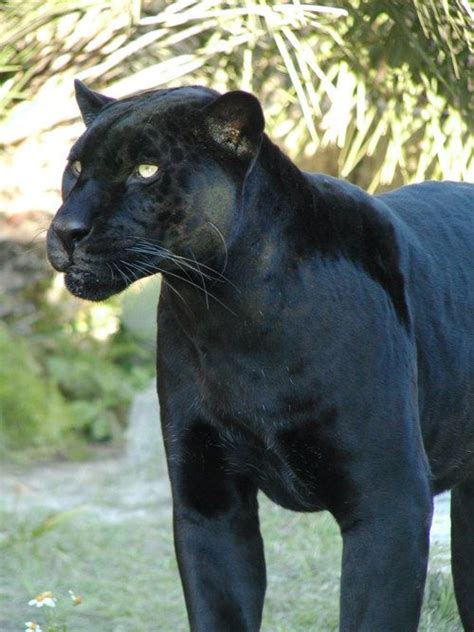 Black Jaguar By Interphantom On Deviantart Animals Beautiful Animals