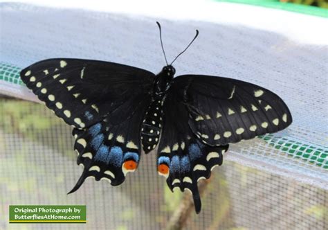 Huge Black And Blue Butterfly — Bbc Gardeners World Magazine