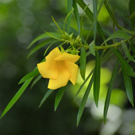 Thevetia Peruviana Yellow Oleander Siteone