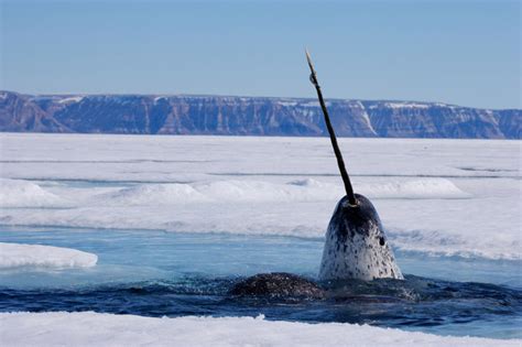 Narwhal The Unicorn Of The Sea Amazing Creatures