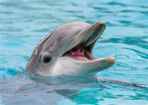 Photos Meet The Ocean Animals With The Wildest Teeth