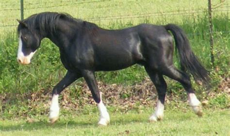 promise aladdin wwwpromisewelshcom welsh pony horses beautiful horses
