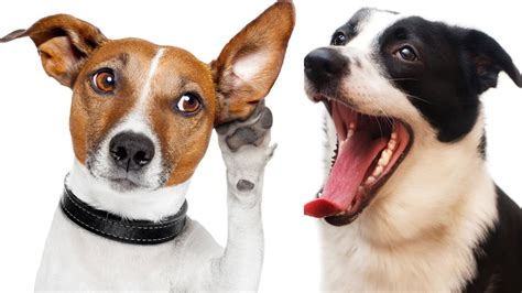 Dogs Understand Speech The Same Way As We Do Youtube