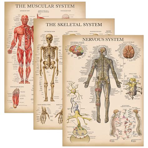 Buy Palace Learning Pack Vintage Muscle Skeleton Nervous System Anatomy Set Muscular