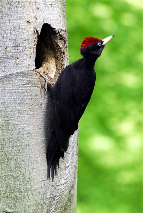 Woodpeckers Of Europe Gallery Black Woodpecker Male