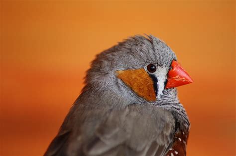Gli uccelli innamorati generano più pulcini | LifeGate