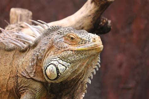 Premium Photo Iguana Is A Genus Of Herbivorous Lizards That Are Native To Tropical Areas Of Mexico