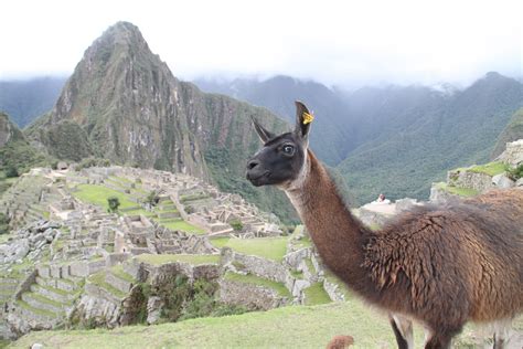 Machu Picchu Mit Lama In Peru Foto And Bild South America Peru Peru