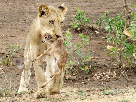 Lion Cares For Abandoned Antelope Calf In South Africa Daily Mail Online