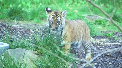 Watch 3 Tiger Cubs Make Public Debut At Cleveland Metroparks Zoo